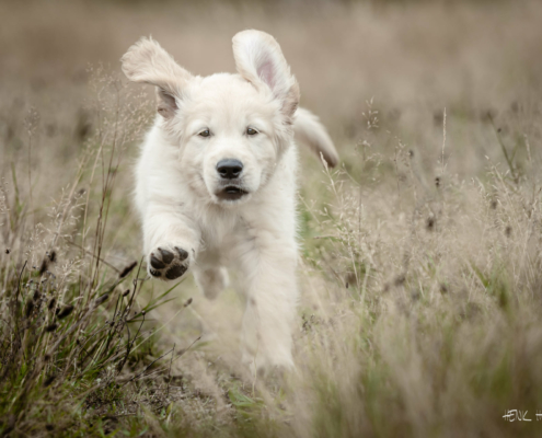 fotoshoot hond