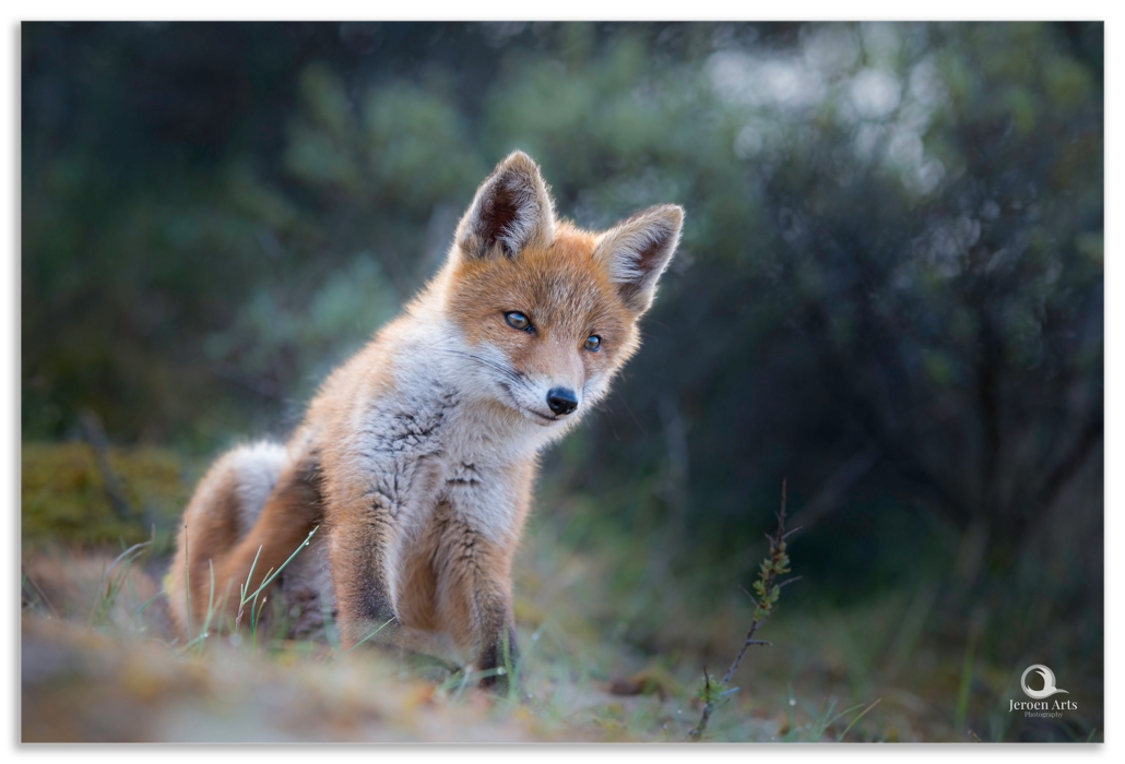 workshop natuurfotografie