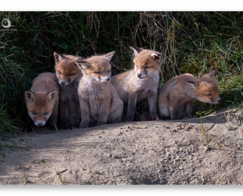 workshop wildlife fotografie