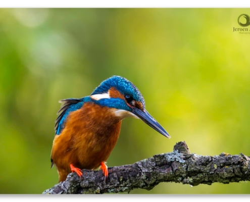 ijsvogel