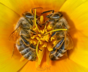 workshop Macro fotografie