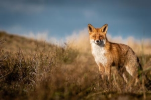 fotocursus