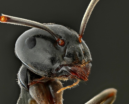 macro foto