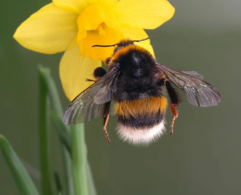 macrofotografie in de lente: bij op narcis