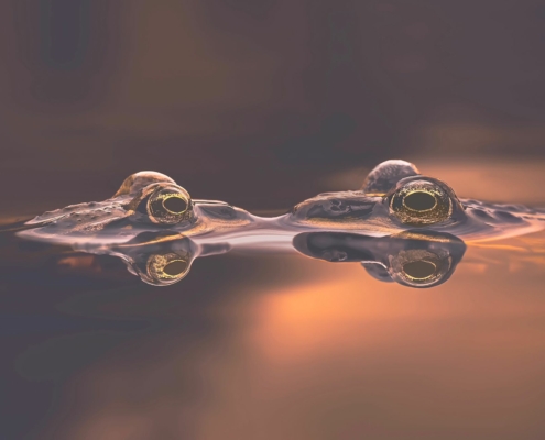 workshop Macro fotografie