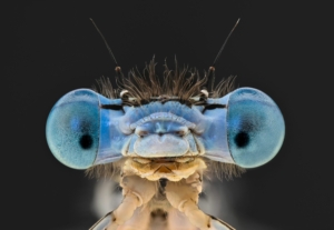 workshop Macro fotografie