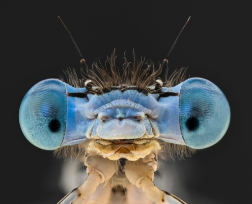 workshop Macro fotografie