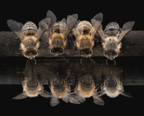 Macro fotografie